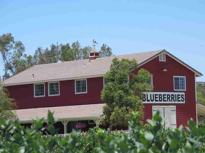 Temecula berry co